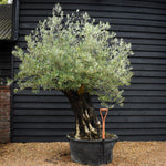 Olive Tree | Olea Europea - Specimen - Leaning gnarly - Trunk height 80cm - Height 180-200cm - Girth 115cm - 240lt