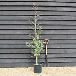 Eucalyptus gunnii Azura | Cider Gum Azura - Height 160-180cm, 10lt