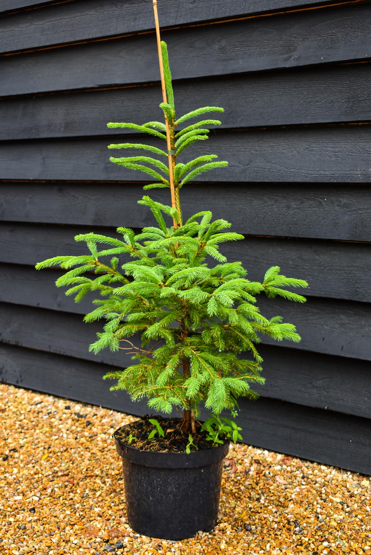 Classic Christmas Tree - Norway Spruce - Pot Grown | Picea abies - Height 70-90cm - 10lt