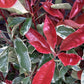 Photinia Pink Marble ('Cassini') | Christmas Berry Pink Marble - Half Frame - 150-160cm, 30lt