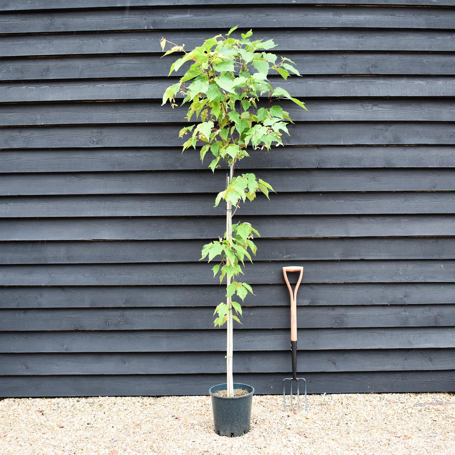 Acer davidii Viper | Snake Bark Maple - Height 200-220cm, 10lt