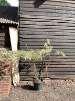 Cornus controversa 'Variegata' | Wedding Cake Tree - 220/230cm, 35/lt
