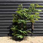 Zelkova Serrata - Pot Grown - Height 60-100cm - 5lt