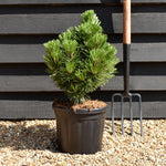 Pinus leucodermis 'Irish Bell' - Height 40-50cm - 8lt