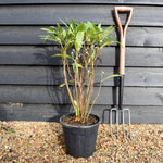 Edgeworthia chrysantha 'Grandiflora' - Shrub - Height 60-80cm - 10lt
