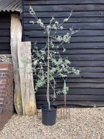 Pyrus salicifolia 'Pendula' - Height 150-200cm, 10lt