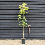 Acer pseudoplatanus 'Brilliantissimum' | Shrimp-Leaved Sycamore - 120-180cm, 10lt