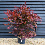 Acer palmatum 'Atropurpureum' | Red Leaf Japanese maple - 150-200cm - 30-35lt