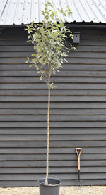 Whitebeam | Sorbus aria 'Majestica' - Height 300-350cm - Girth 14-16cm - 30-50lt