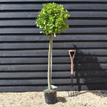Laurus nobilis - Bay - Half Standard - Height 100-150cm - 15lt
