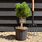 Pinus nigra 'Lemon pearl' - Clear Stem 20cm - Girth 6cm - Height 30-40cm - 6lt