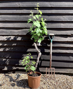 Vitis Vinifera Gnarled Grape Vine - 20lt