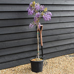 Wisteria Mixed - Clear Stem - Height 130-150cm - 9lt