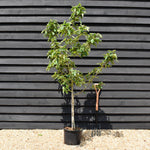 Medlar 'Nottingham' | Mespilus germanica - Height 180-200cm - 20lt