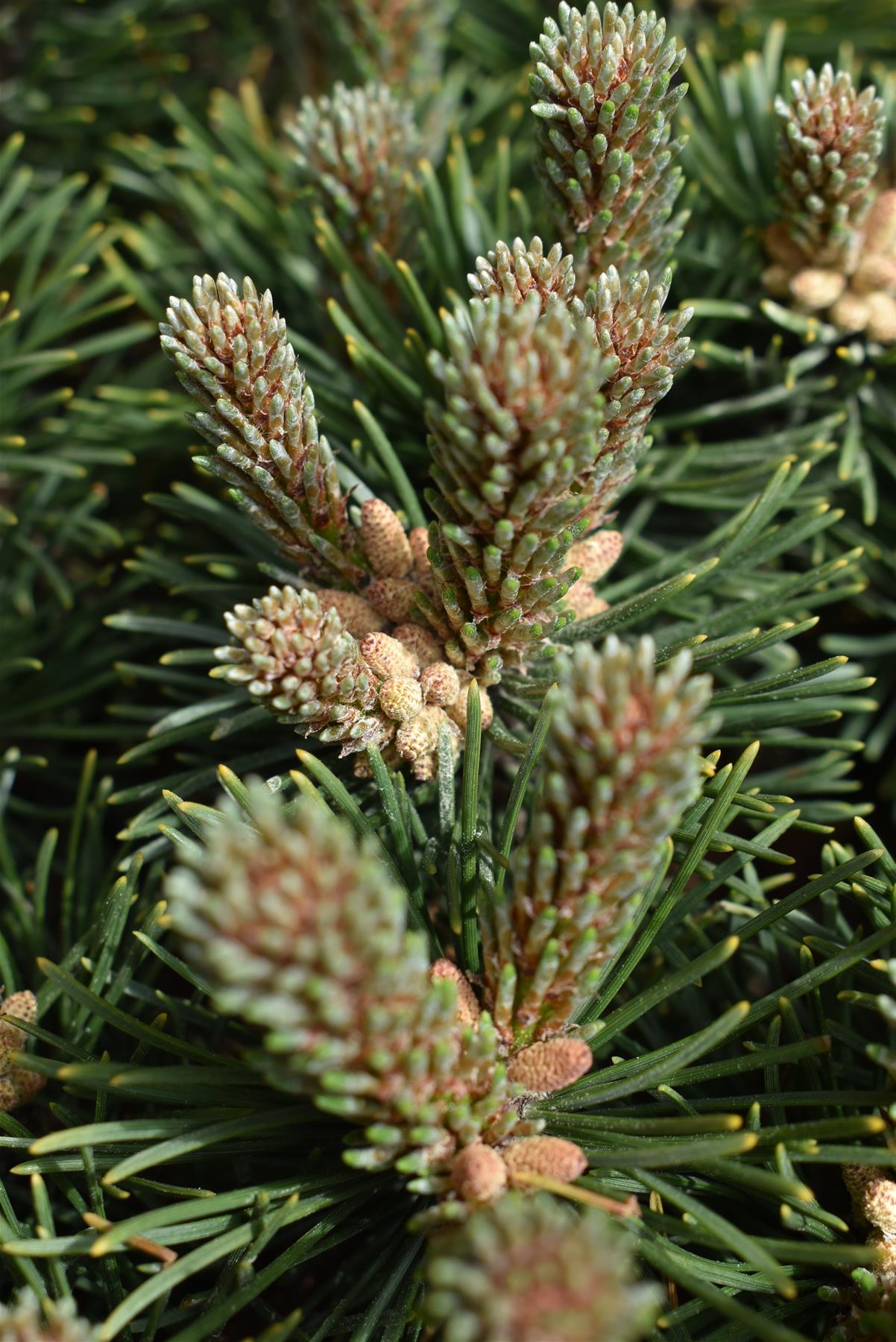 Pinus mugo 'Sherwood Compact' | Dwarf mountain pine - Height 30-40cm - Width 20cm - 10lt