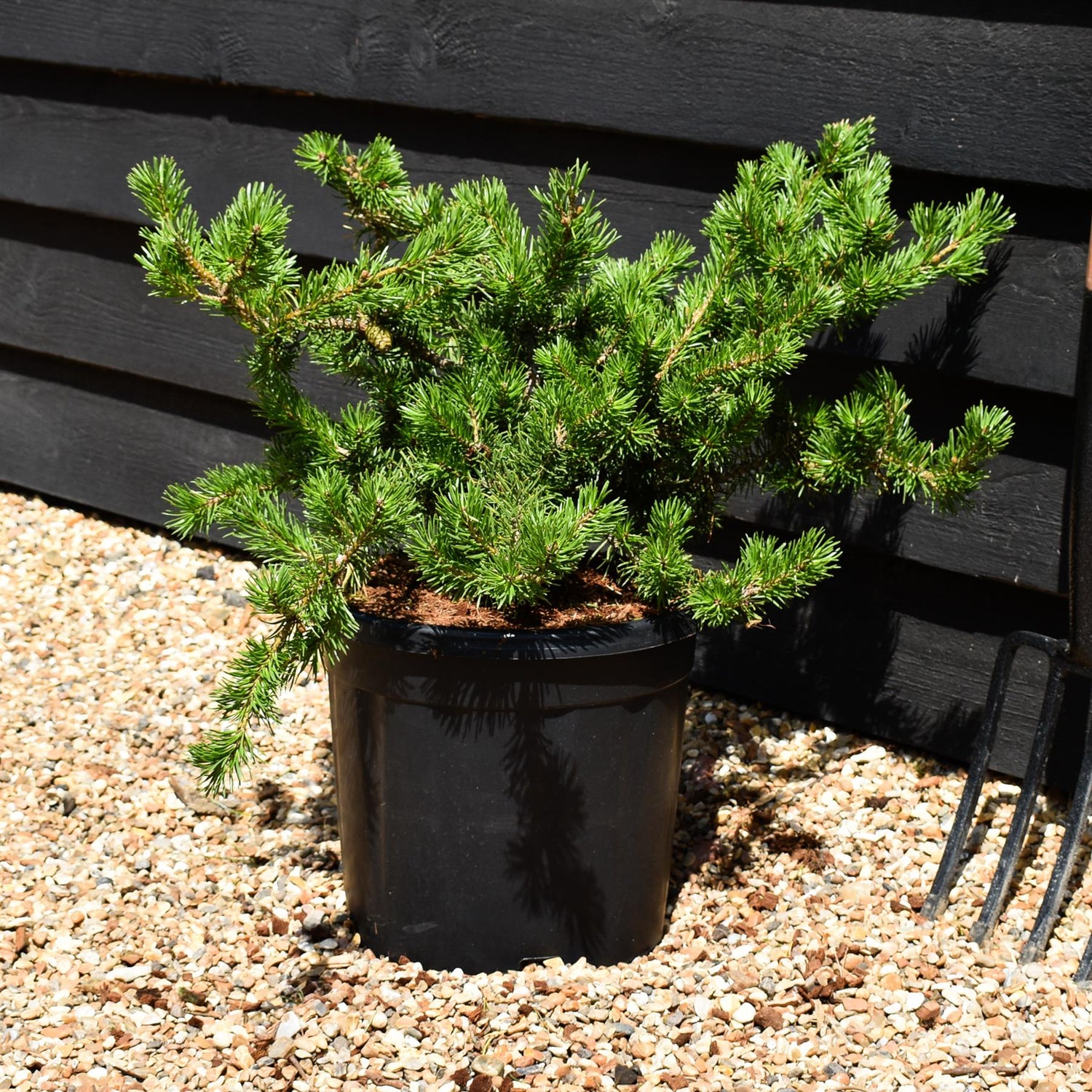 Pinus Banksiana Velda - Height 30-40cm - Width 40-50cm - 15lt
