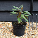 Hydrangea aspera 'Hot Chocolate' - Height 20-30cm - Bushy - 2lt