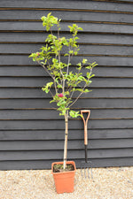 Magnolia Genie 1/4 Standard | Magnolia Genie - 165-210cm, 18lt
