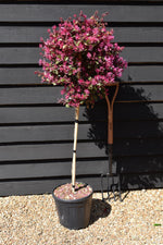 Loropetalum chinense Black Pearl | Chinese Fringe Flower - Clear Stem 100cm - Half Standard - Height 120-130cm - 15lt