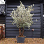 Olive Tree | Olea Europea - Specimen 14A - Double Branch - Trunk Height 110cm - Height 230cm - 250cm - 160lt
