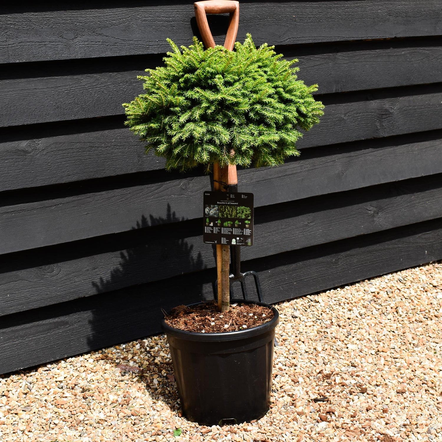 Picea abies Little Gem | Norway Spruce - Stem 35cm - Height 70cm - Width 30-40cm - 11lt