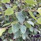 Betula utilis jaquemontii | Kashmir Birch - Parachute - 150-180cm, 130lt