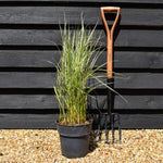 Calamagrostis acutiflora 'Overdam' - Grass - Herbaceous Perennial - Height 60-70cm - 6.5lt