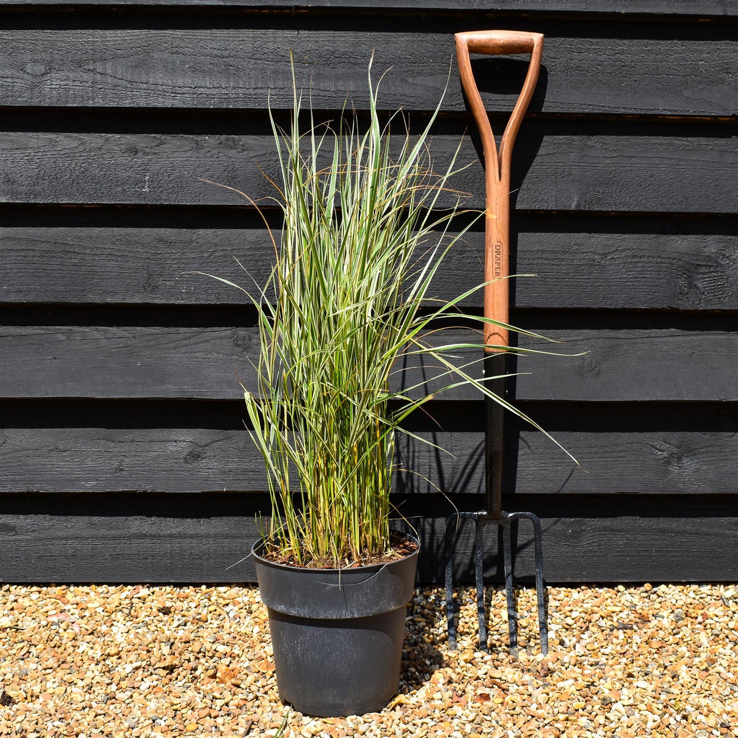 Calamagrostis acutiflora 'Overdam' - Grass - Herbaceous Perennial - Height 60-70cm - 6.5lt