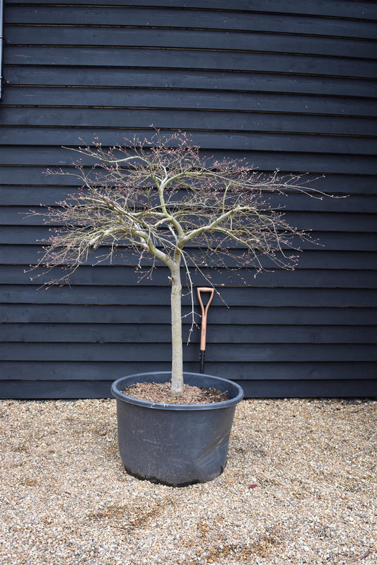 Acer dissectum | Weeping Japanese Maple - Height 160cm - 160lt