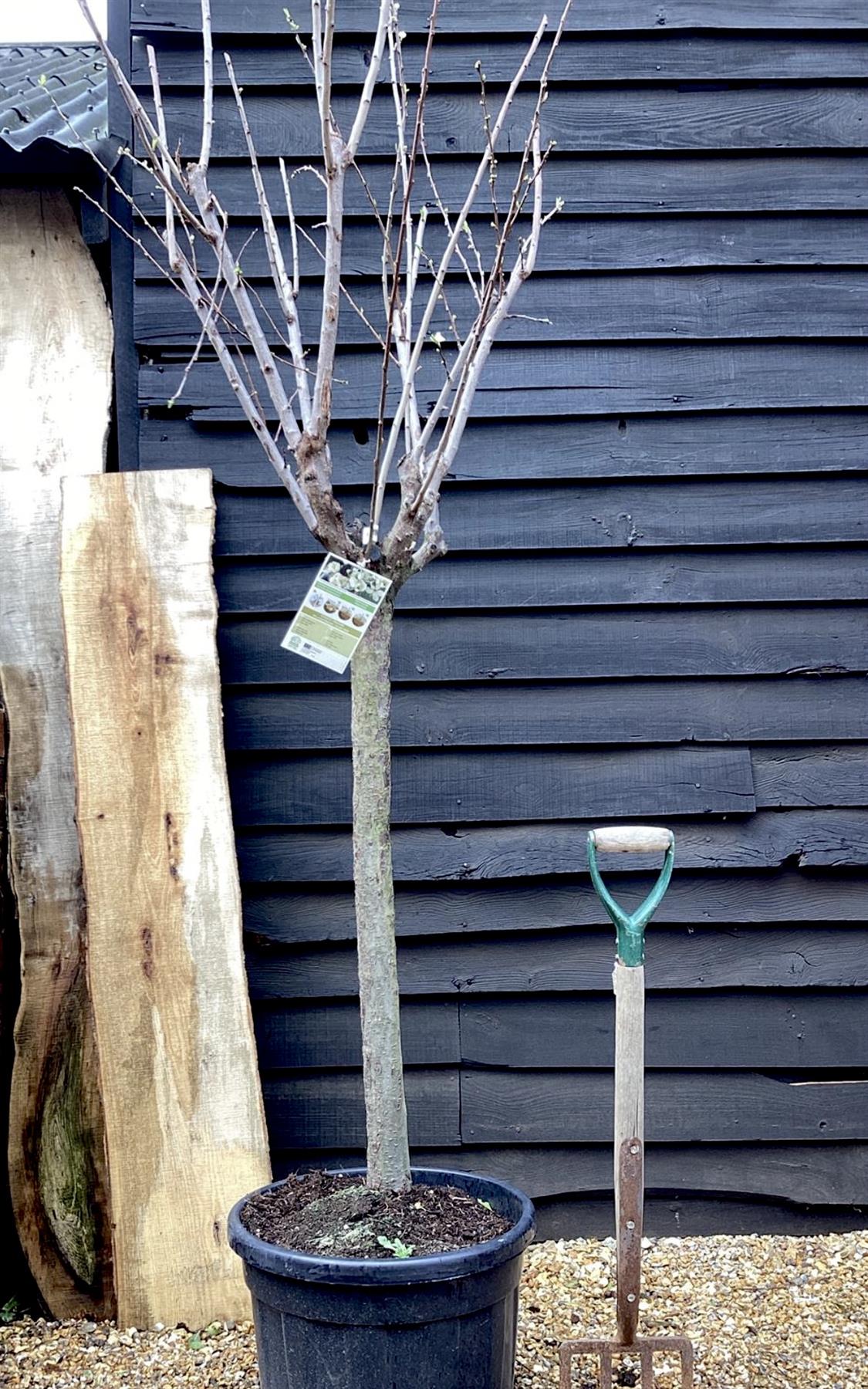 Plum tree 'Prat de Llobregat' | Prunus domestica - Girth 18-20cm - 220-240cm - 50lt