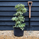 Hydrangea petiolaris Miranda - Height 60-100cm - 20lt