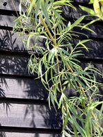 Salix Babylonica Aurea | Golden Weeping Willow - Clear Stem 200cm - Girth 8-10cm - Height 350-400cm - 70lt
