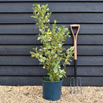 Griselinia littoralis Variegata - Pot Grown - Shrub - Height 70cm - Shrub - 12lt