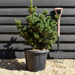 Picea pungens 'Lucky Strike'- Height 75 cm - 30lt