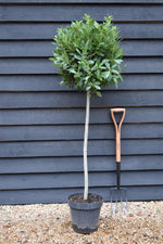 Laurus Nobilis Clear Stem (95cm)| Bay laurel tree - Height 140-145cm - 18lt