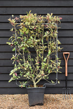 Photinia Pink Marble ('Cassini') | Christmas Berry Pink Marble - Half Frame (120cm x 80cm) - 50lt