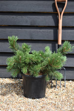 Pinus mugo 'Krauskopf' | Dwarf mountain pine - Height 30-50cm - Width 50-60cm - 11lt