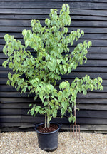 Davidia involucrata | Dove Tree - 250-270cm, 50lt