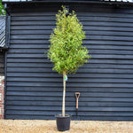 Hoheria sexstylosa Snow White | Ribbonwood - Clear Stem - Girth 10-14cm Height 220-270cm - 50lt