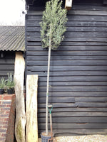 Olive Tree | Olea Europea Standard - 300-340cm, 18lt