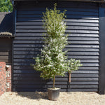 Hoheria sexstylosa Snow White - Bushy/Feathered - Well established - Girth 10-12cm Height 220-250cm - 50lt