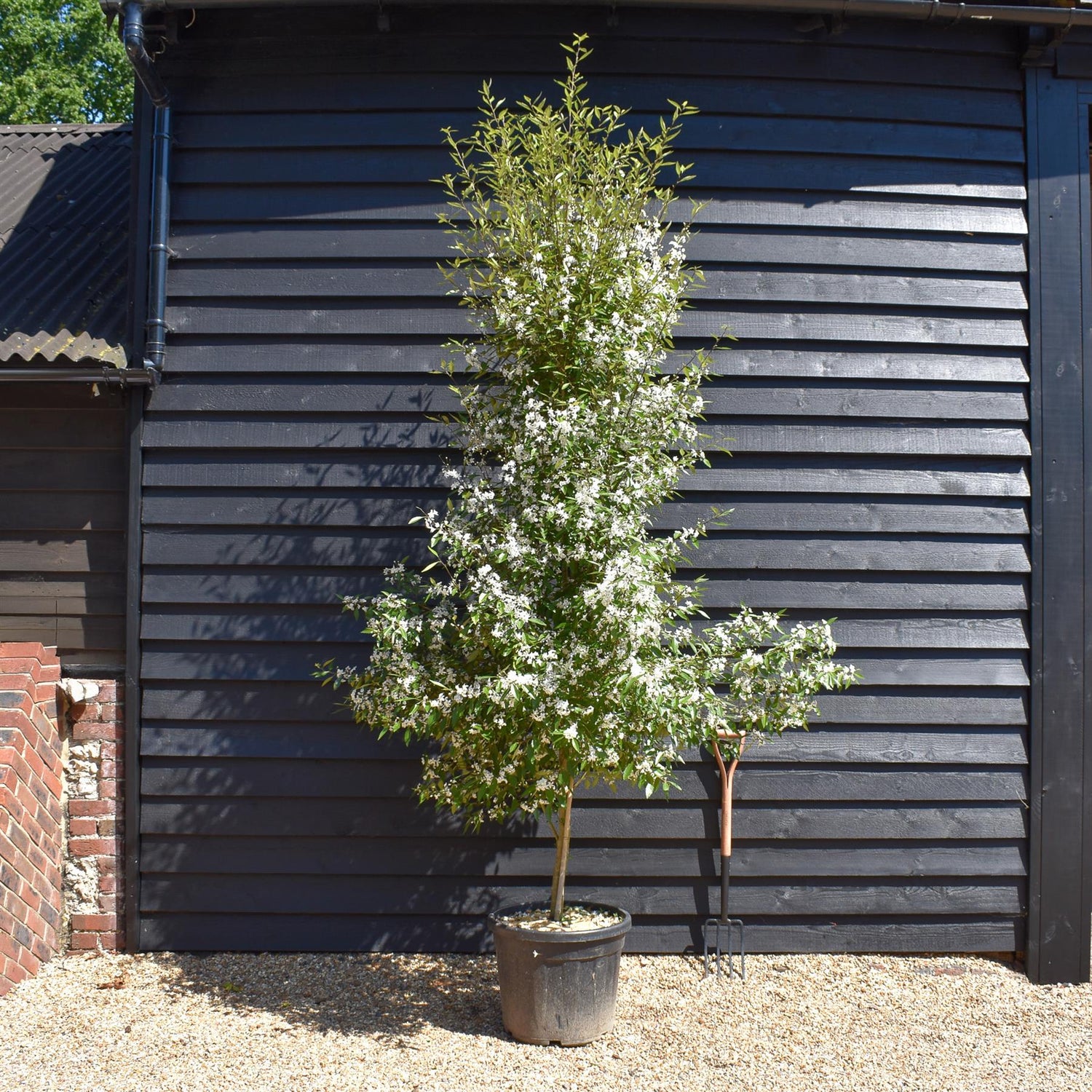 Hoheria sexstylosa Snow White - Bushy/Feathered - Well established - Girth 10-12cm Height 220-250cm - 50lt