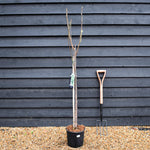 Fig - Ficus carica 'Noire de Caromb' - Clear Stem 80-90cm - Height 160-170cm - 10lt