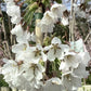 Prunus Yedoensis Shidare-Yoshino | Yoshino cherry 'Shidare-Yoshino' - 160-170cm, 10lt