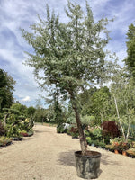 Elaeagnus angustifolia | Bohemian oleaster tree - Girth 36cm - Height 400-450cm - 230lt