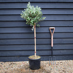 Feijoa (acca) sellowiana | Pineapple Guava Tree - Clear Stem 70-80cm - Height 110-130cm - Girth 6cm - 15lt