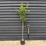 Wild Cherry | Prunus avium - 2-3 years old - Height 120-150cm - 10lt