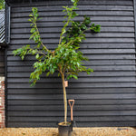 Flowering Cherry | Prunus Shirotae - Height 220-250cm - Girth 10-14cm - 35lt