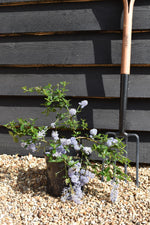 Ceanothus thrysifloris repens - Shrub - Height 20-25cm - 2lt
