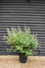 Vitex agnus-castus | Chaste tree (light pink flowers) - Height 125-140cm - 55lt